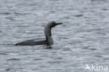 Arctic Loon