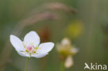 Northern Grass-of-parnassus (Parnassia palustris)