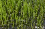 Pillwort (Pilularia globulifera)