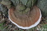 Platte tonderzwam (Ganoderma lipsiense)