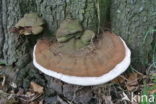 Platte tonderzwam (Ganoderma lipsiense)