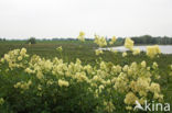 Common Meadow-rue (Thalictrum flavum)