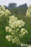 Common Meadow-rue (Thalictrum flavum)