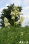 Poelruit (Thalictrum flavum)