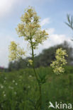 Common Meadow-rue (Thalictrum flavum)