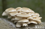 Porcelain fungus (Oudemansiella mucida)