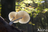 Porcelain fungus (Oudemansiella mucida)