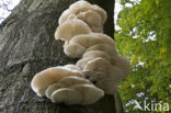 Porcelain fungus (Oudemansiella mucida)