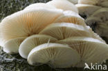 Porcelain fungus (Oudemansiella mucida)