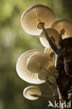 Porcelain fungus (Oudemansiella mucida)