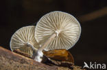 Porcelain fungus (Oudemansiella mucida)