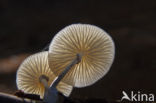 Porcelain fungus (Oudemansiella mucida)