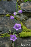 Peach-leaved Bellflower (Campanula persicifolia)