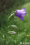 Peach-leaved Bellflower (Campanula persicifolia)