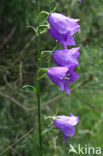 Peach-leaved Bellflower (Campanula persicifolia)