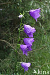 Peach-leaved Bellflower (Campanula persicifolia)