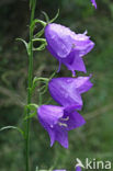 Peach-leaved Bellflower (Campanula persicifolia)