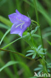 Peach-leaved Bellflower (Campanula persicifolia)