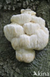 Bearded tooth (Hericium erinaceus)