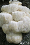 Bearded tooth (Hericium erinaceus)
