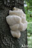 Pruikzwam (Hericium erinaceus)