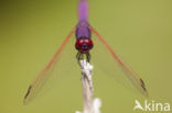 Purperlibel (Trithemis annulata)