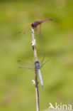 Purperlibel (Trithemis annulata)