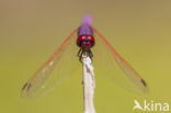 Purperlibel (Trithemis annulata)