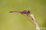 Purperlibel (Trithemis annulata)