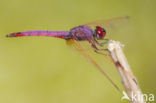 Purperlibel (Trithemis annulata)