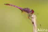 Purperlibel (Trithemis annulata)