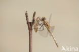 Violet-marked Darter (Trithemis annulata)