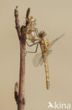 Violet-marked Darter (Trithemis annulata)