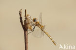 Purperlibel (Trithemis annulata)