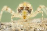 Violet-marked Darter (Trithemis annulata)