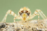 Violet-marked Darter (Trithemis annulata)