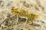 Violet-marked Darter (Trithemis annulata)