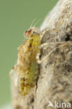 Violet-marked Darter (Trithemis annulata)