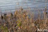 Purperlibel (Trithemis annulata)