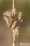 Purperlibel (Trithemis annulata)