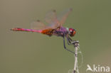 Purperlibel (Trithemis annulata)