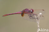 Purperlibel (Trithemis annulata)