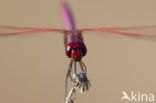 Purperlibel (Trithemis annulata)