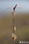 Purperlibel (Trithemis annulata)