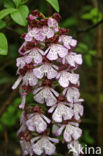 Lady Orchid (Orchis purpurea)