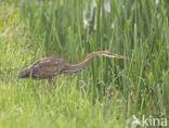 Purperreiger (Ardea purpurea)