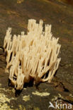 Upright coral (Ramaria stricta)