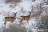 Roe Deer (Capreolus capreolus)