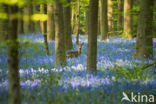 Roe Deer (Capreolus capreolus)