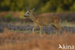 Roe Deer (Capreolus capreolus)